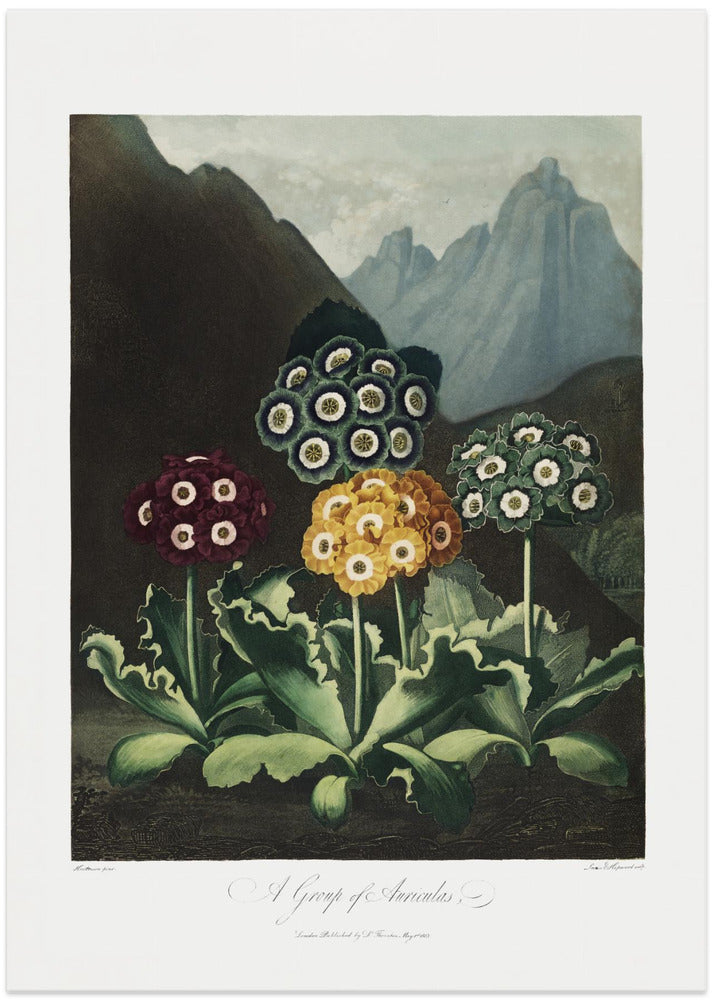 A Group of Auriculas from The Temple of Flora (1807)