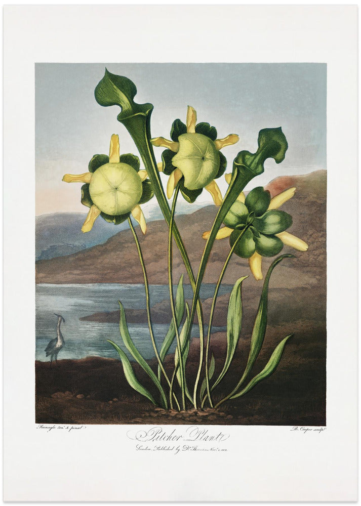 Pitcher Plant from The Temple of Flora (1807)
