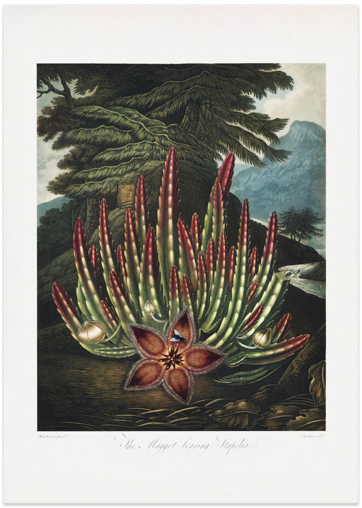 The Maggot–Bearing Stapelia from The Temple of Flora (1807)
