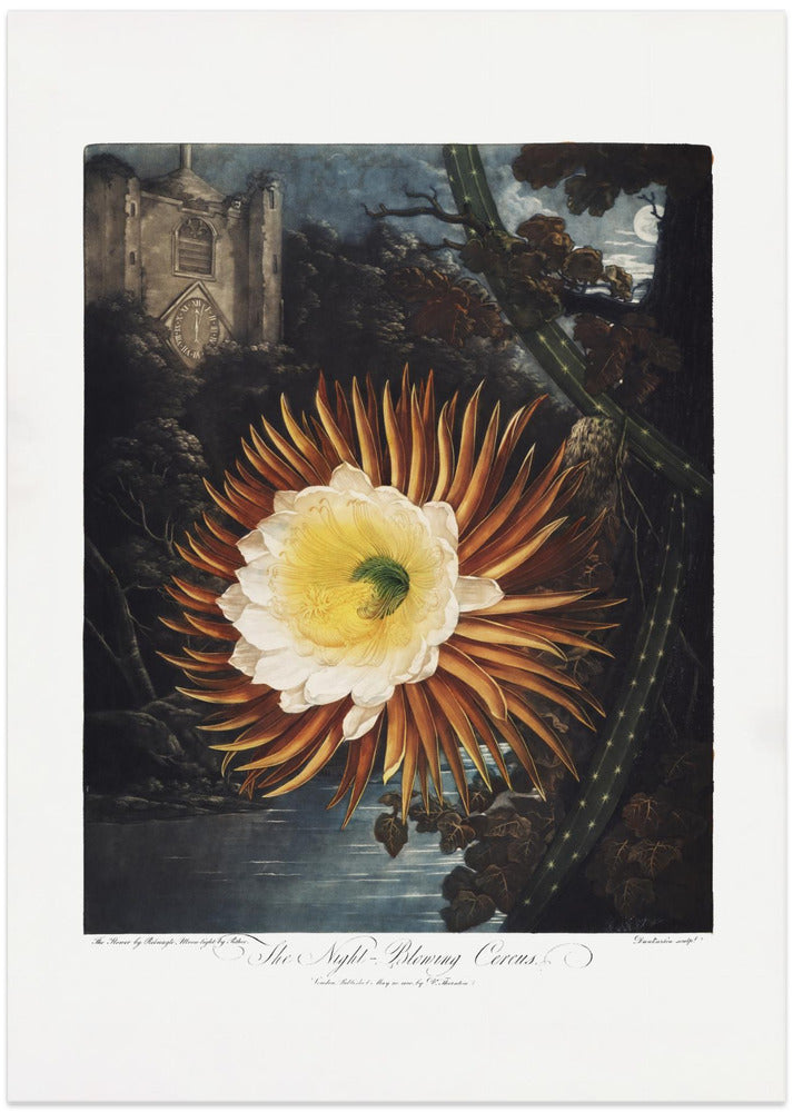 The Night–Blowing Cereus from The Temple of Flora (1807)