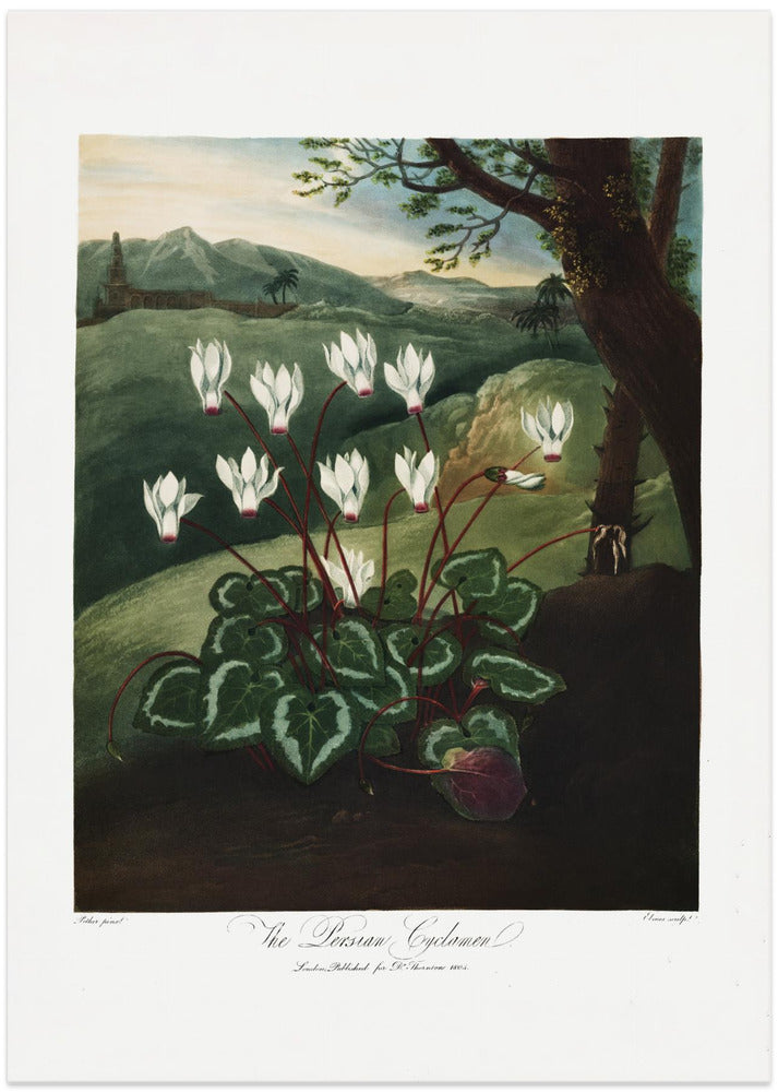 The Persian Cyclamen from The Temple of Flora (1807)