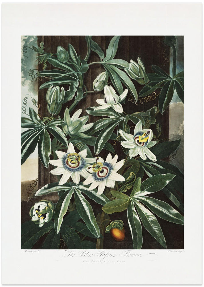 The Passiflora Cerulea from The Temple of Flora (1807)