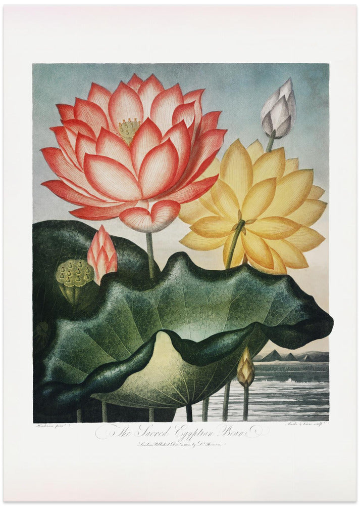 The Sacred Egyptian Bean from The Temple of Flora (1807)