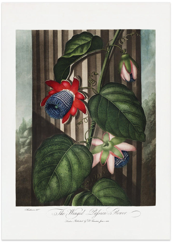 The Winged Passion-Flower from The Temple of Flora (1807)