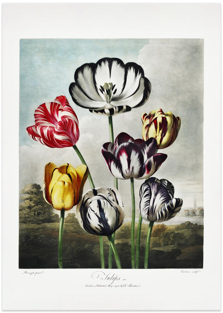 Tulips from The Temple of Flora (1807)