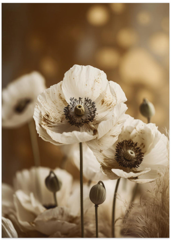 White Poppy