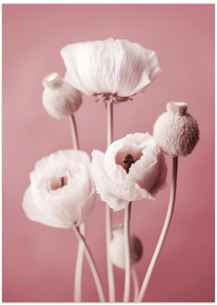 Soft Blooming Poppies