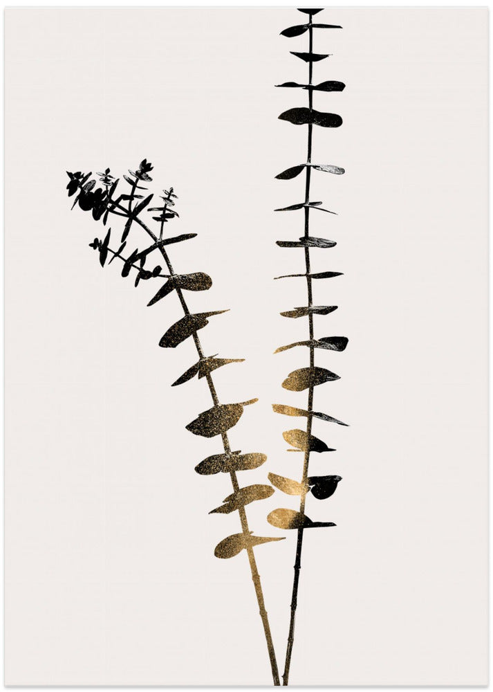 Eucalyptus Dark Gold