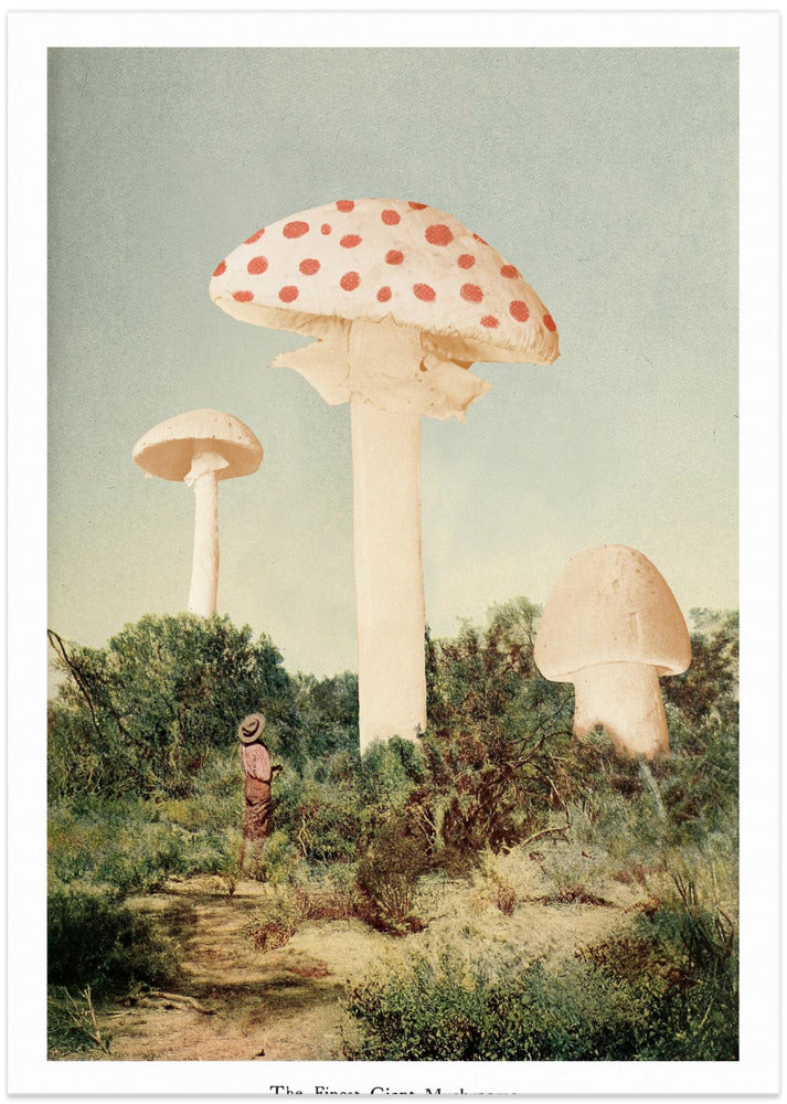 The Finest Giant Mushroom