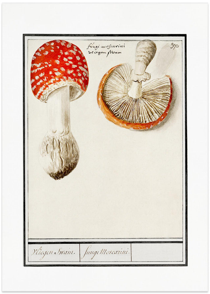 Fly Agaric, Amanita Muscaria
