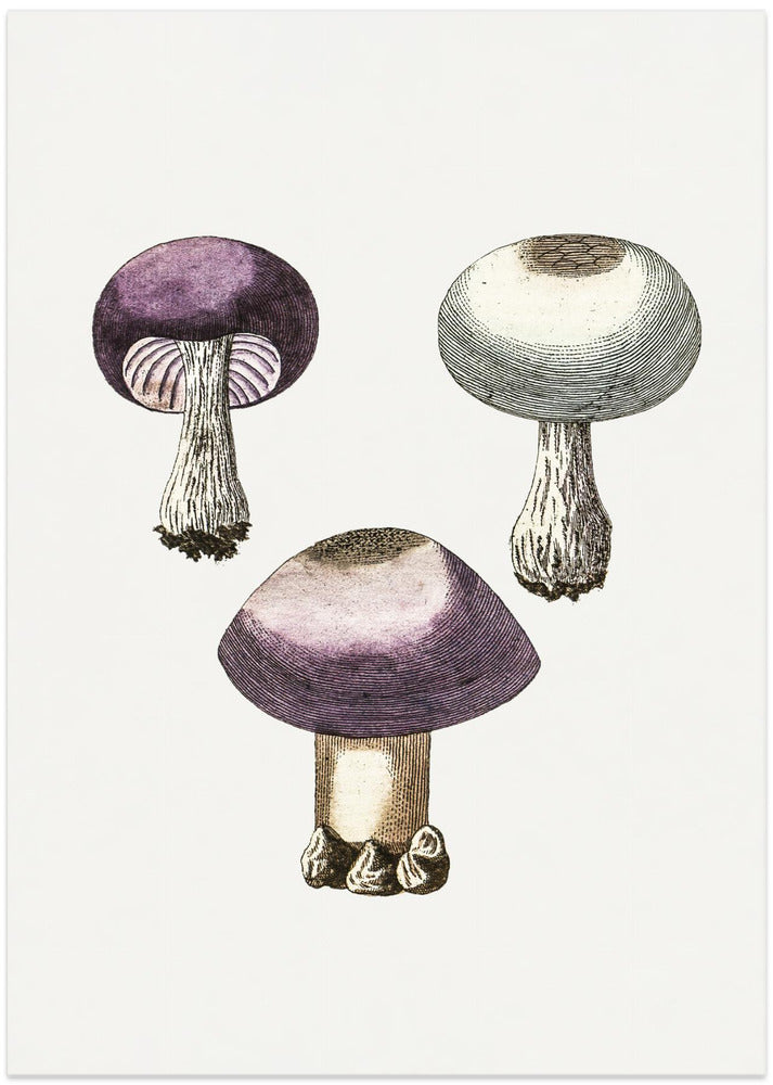 Hand Darwn Violet Webcap Mushroom