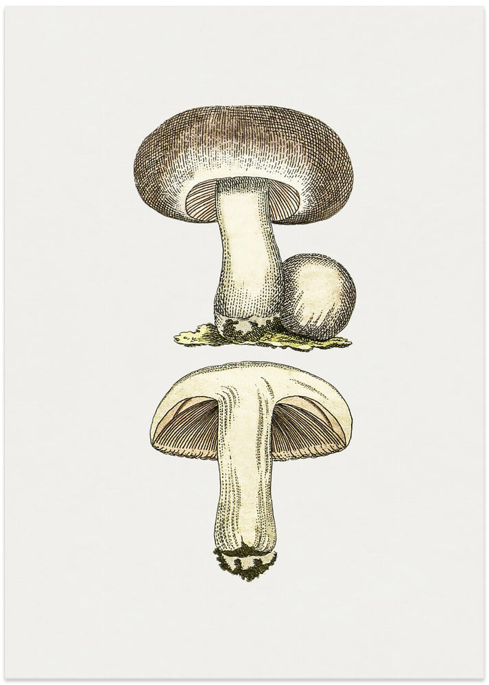 Hand Drawn Field Mushroom Gray