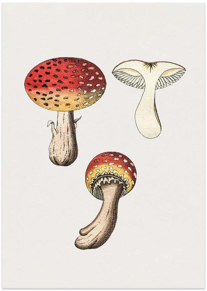Hand Drawn Fly Agaric Mushroom
