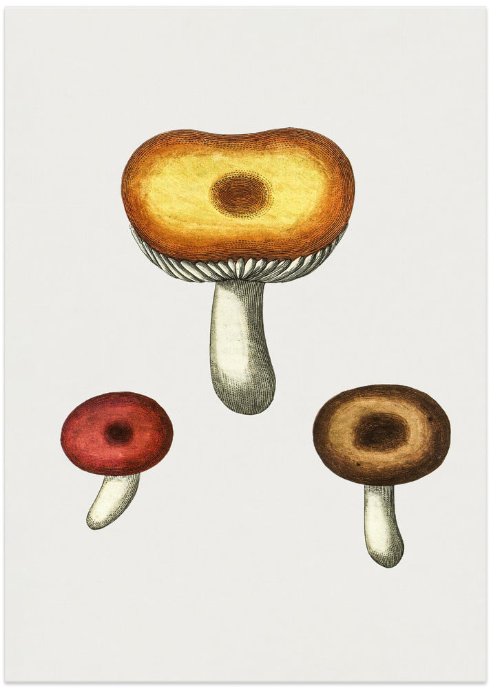 Hand Drawn Galerina Mushroom