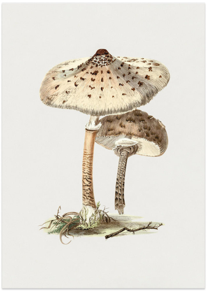 Hand Drawn Parasol Mushroom