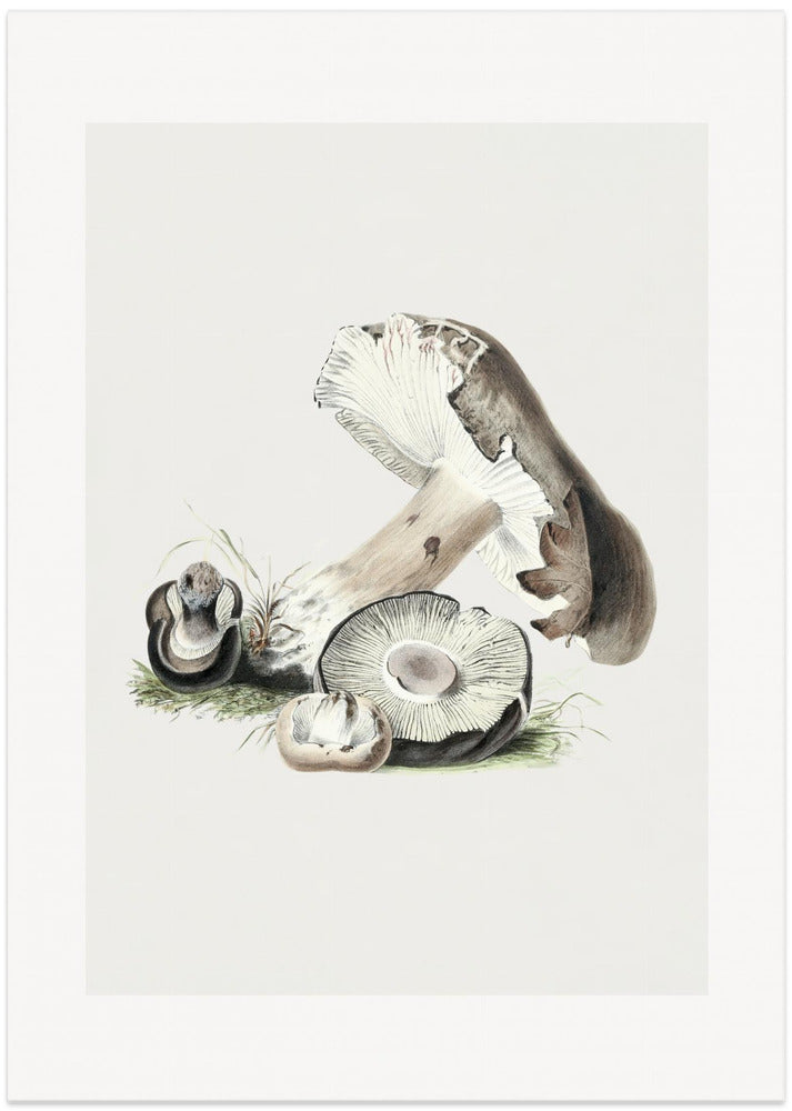 Vintage Agaricus Augustus Mushroom 50x70