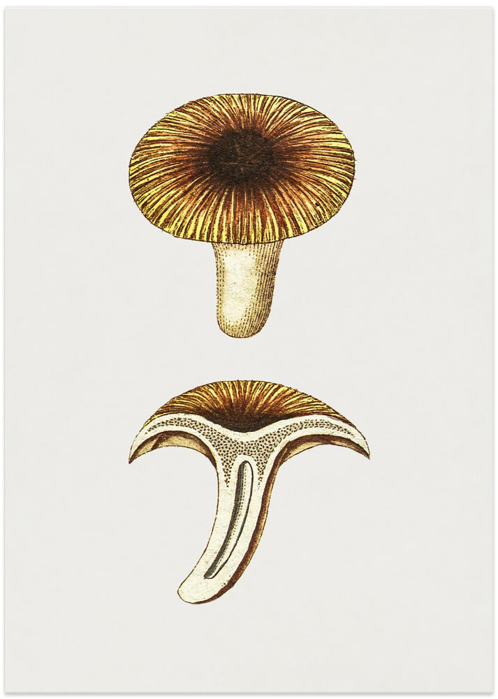 Vintage Chanterelles Edible Mushroom