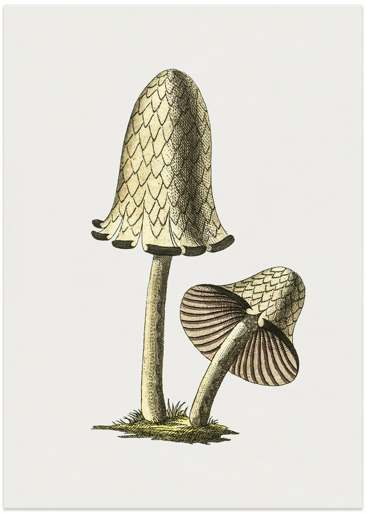 Vintage Inky Cap Edible Mushroom