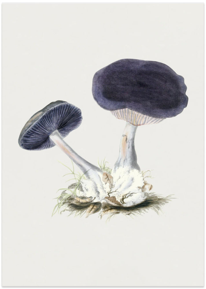 Vintage Violet Webcap Mushroom