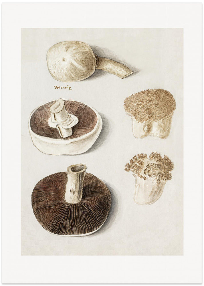 Common Meadow Mushroom, Agaricus Campestris Standing