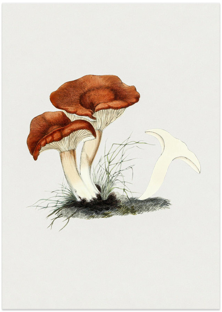 Hand Drawn Rufous Milkcap Mushroom