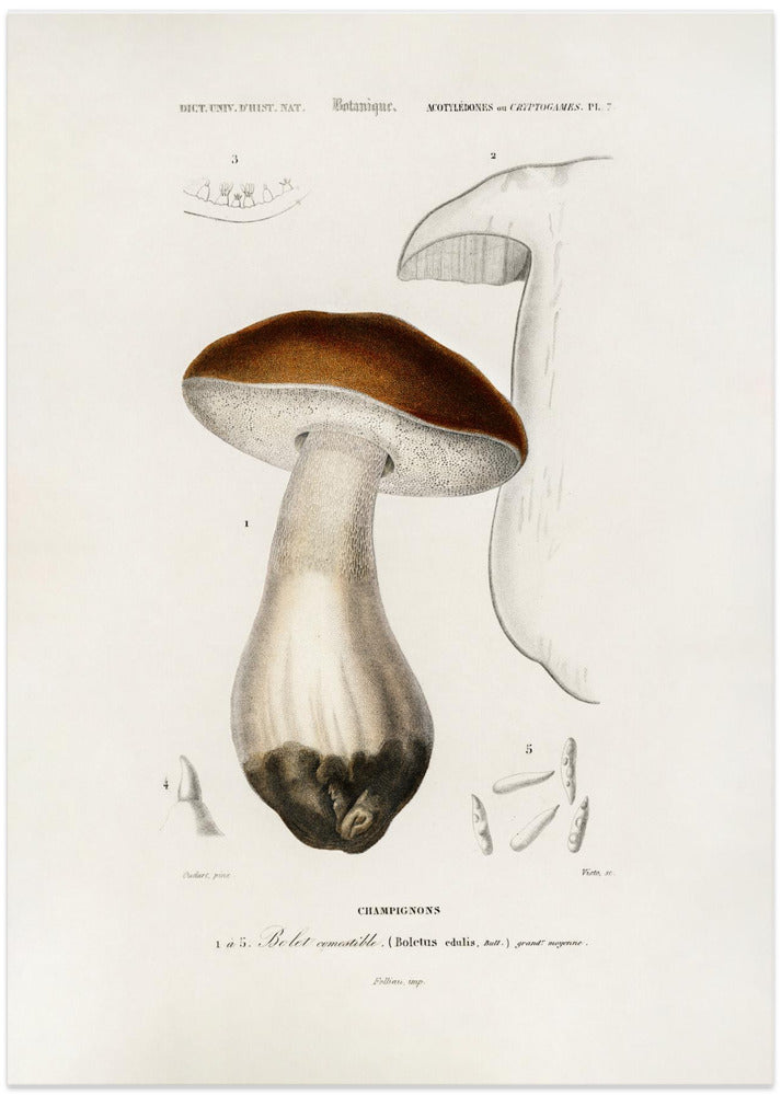 Penny Bun (boletus Edulis)