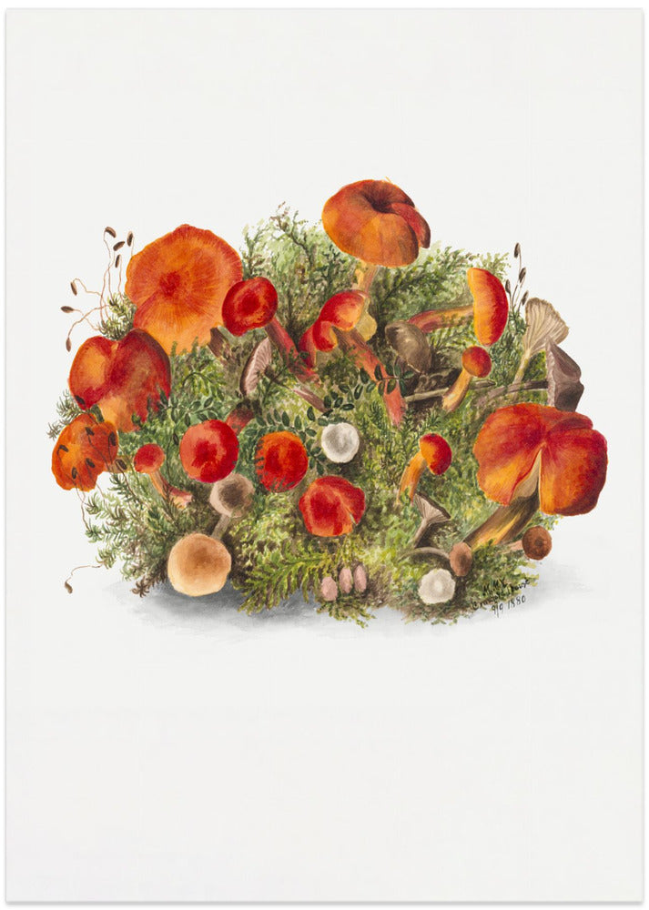 Study of Mushrooms (1880) Portrait Mode