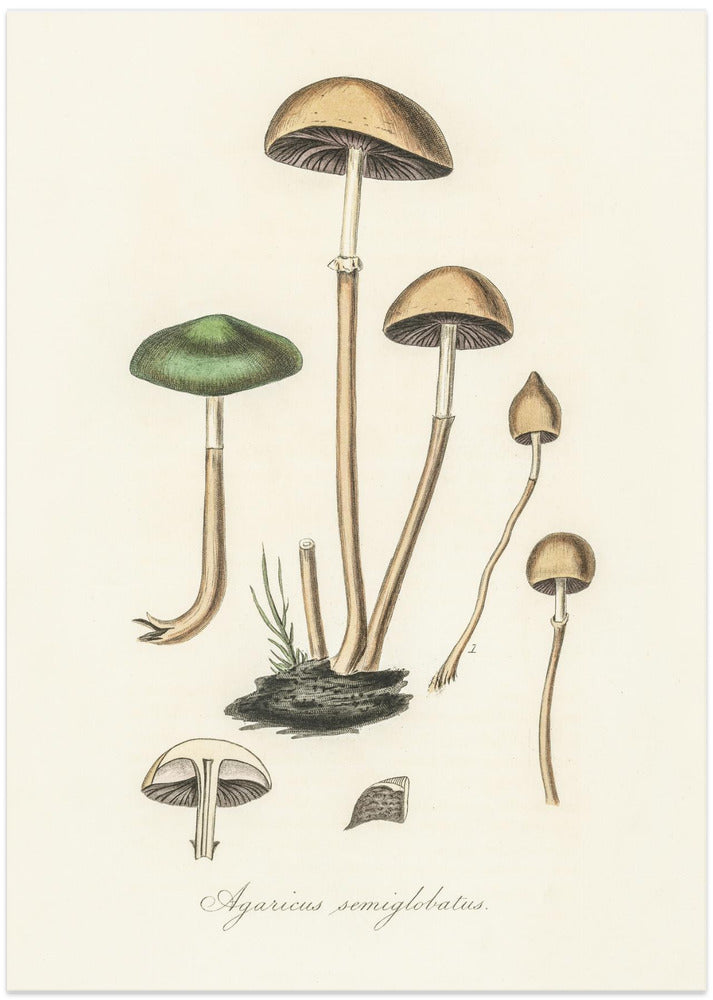 Agaricus Semiglobatus