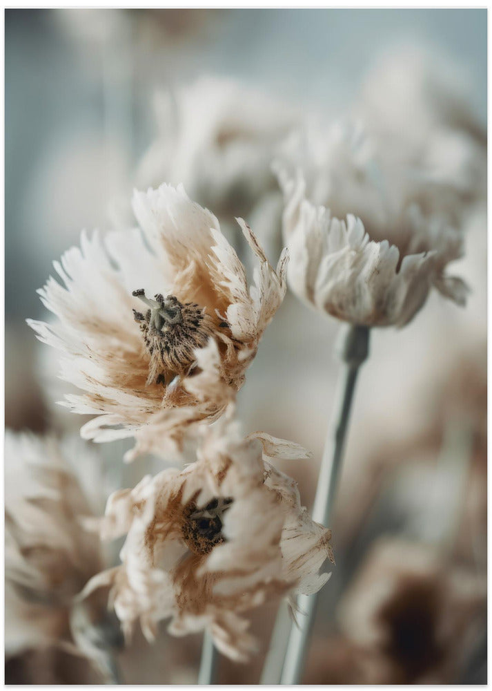 Dry Pastel Flowers No 3