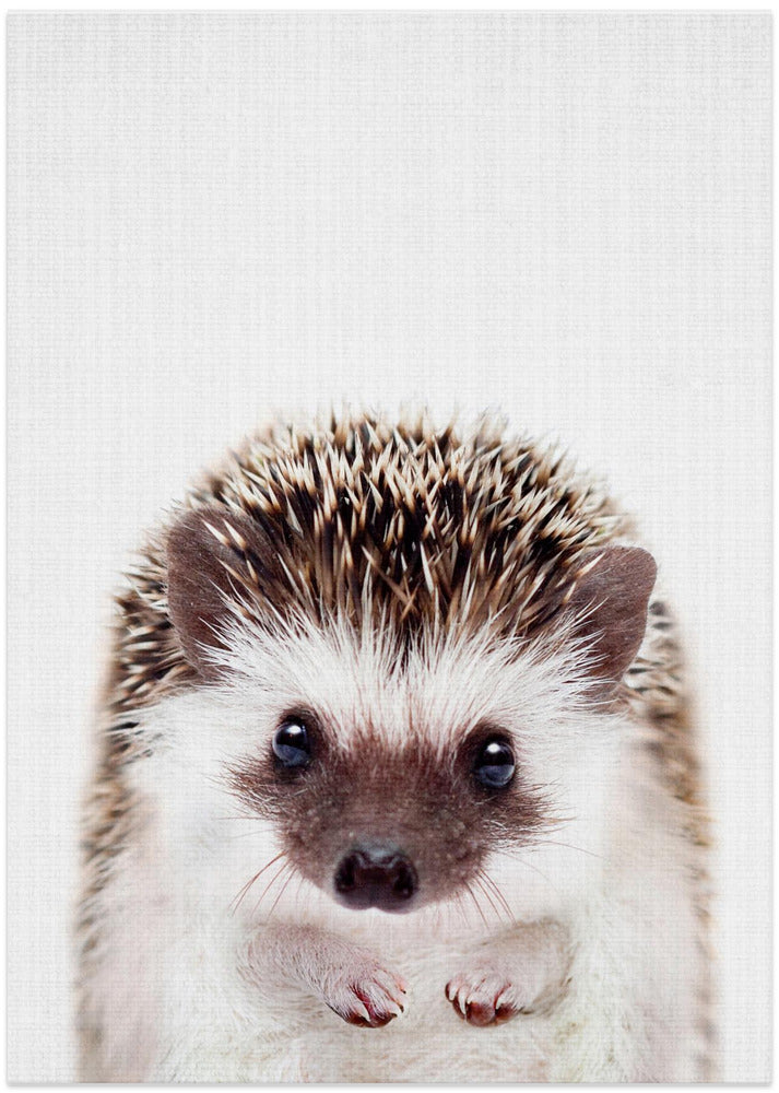 Peekaboo Hedgehog