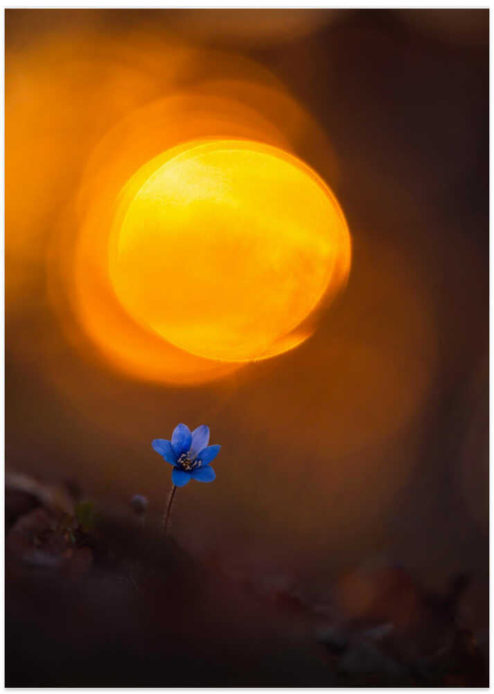 Another spring flower