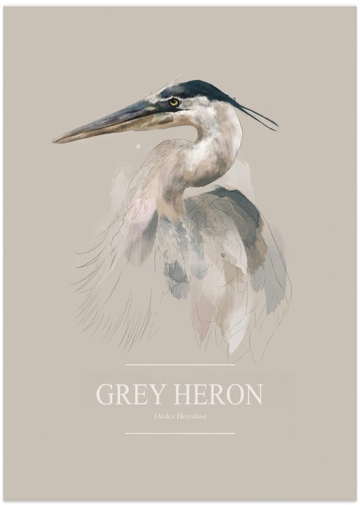 Grey Heron
