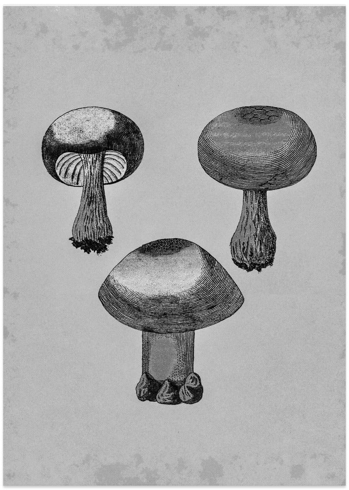 Violet Webcap Mushroom