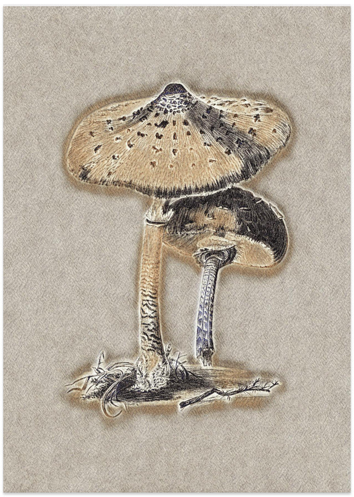 Hand Drawn Parasol Mushroom Brown
