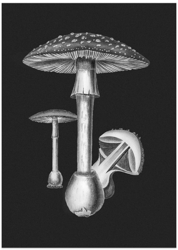 Amanita Muscaria Dark Background BW