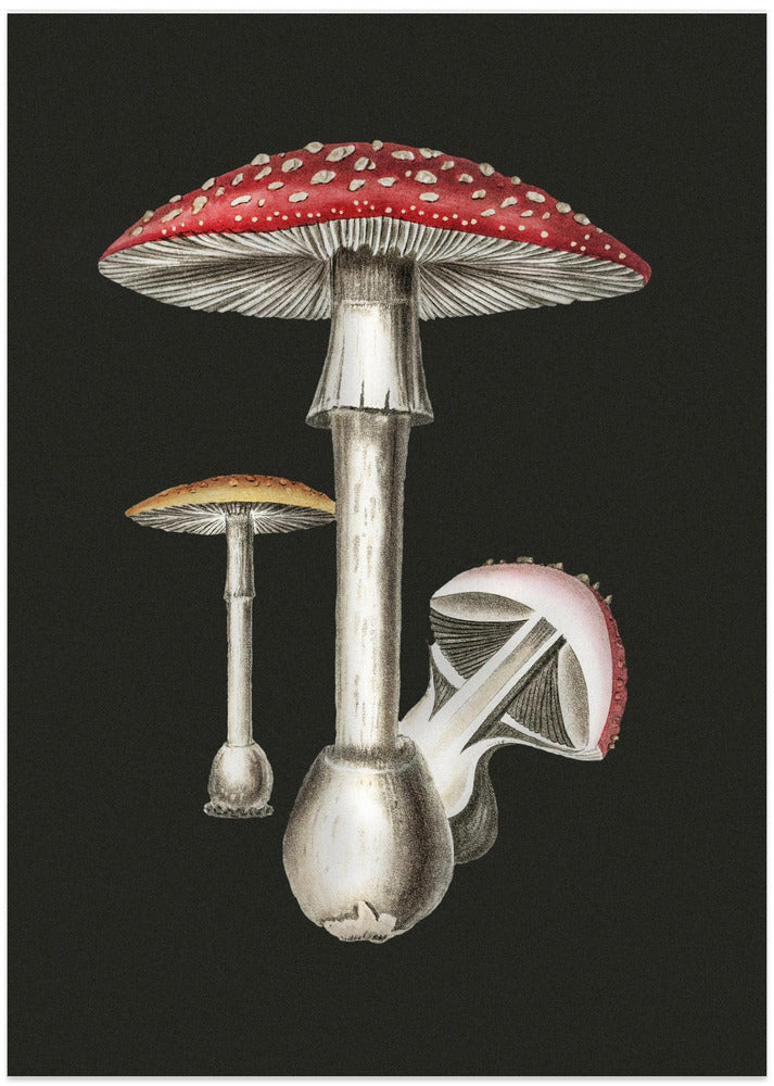 Amanita Muscaria Dark Background