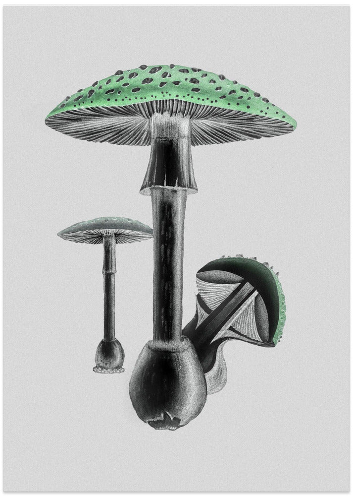 Amanita Muscaria White Background Green
