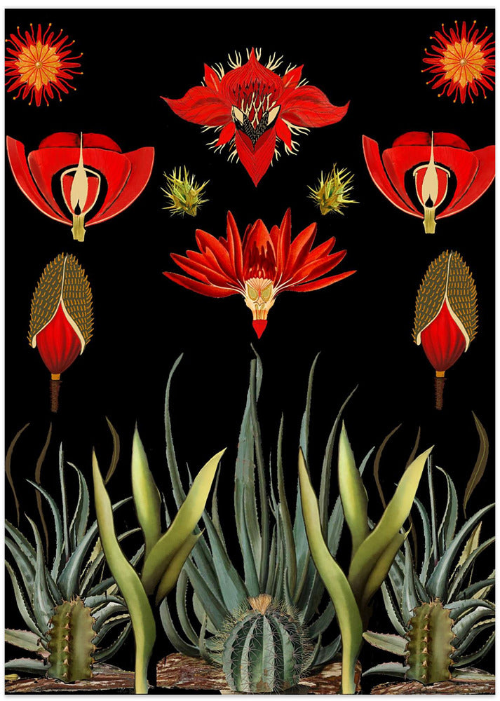 Cactus and Succulent Invention