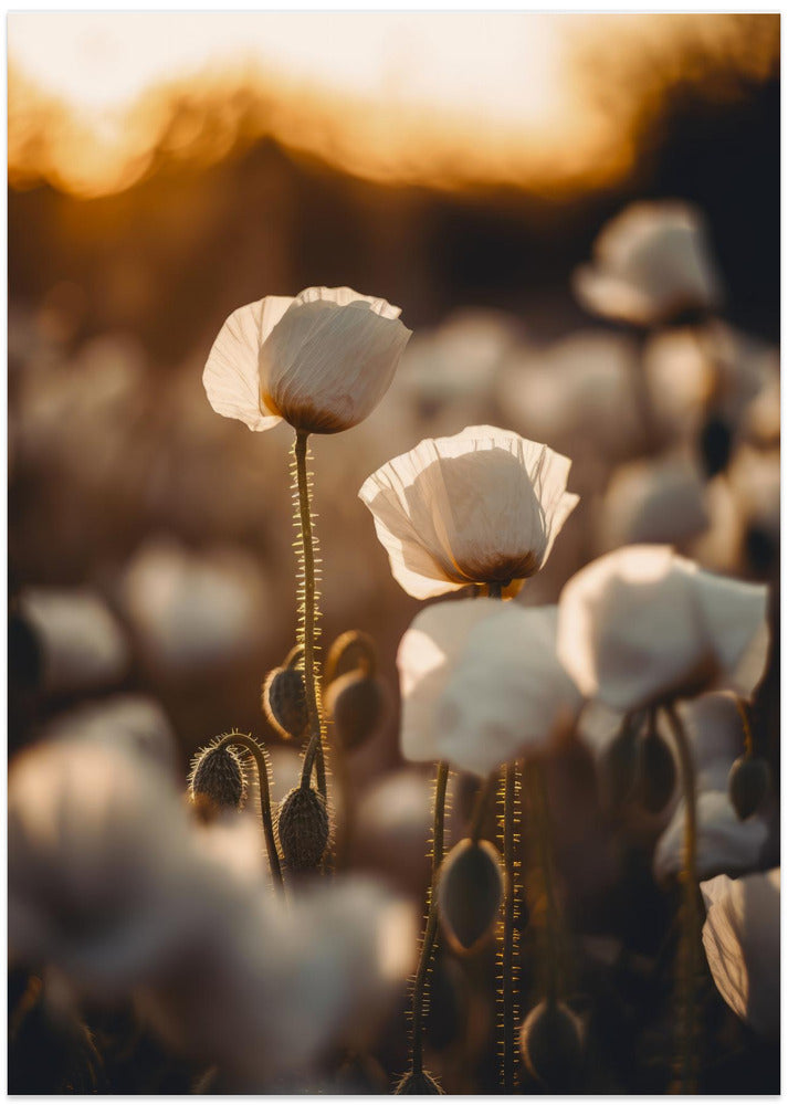 White Poppy Field No 2