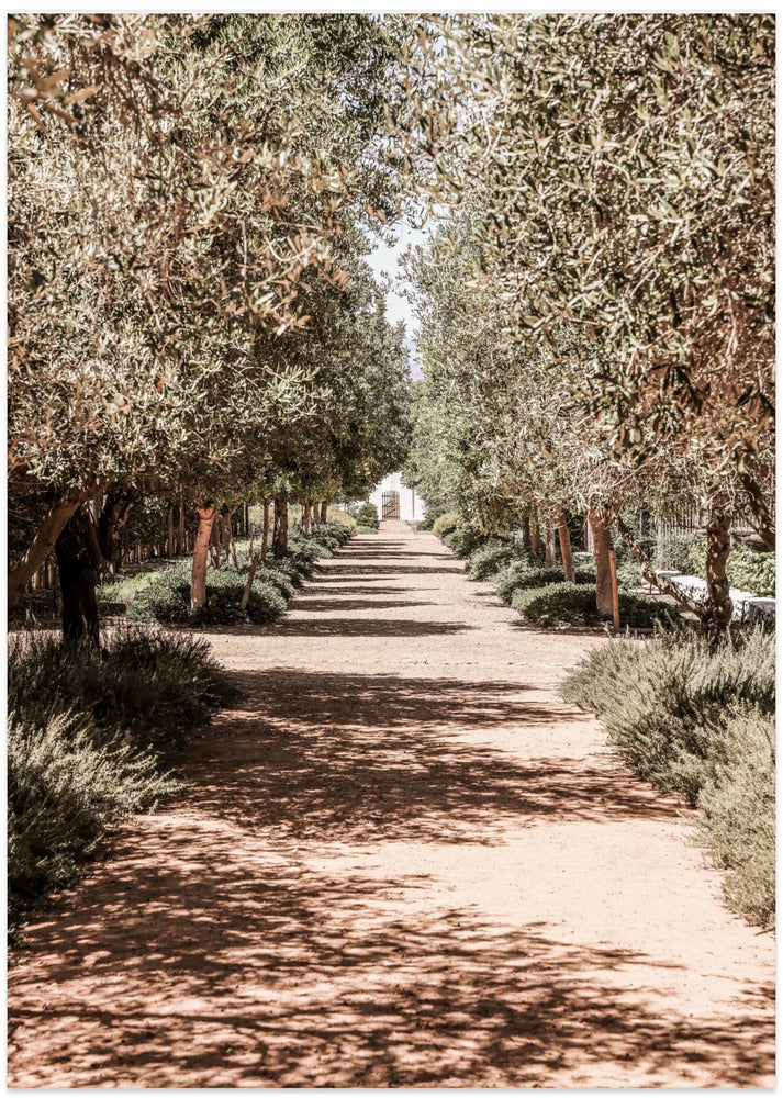 A Serene Tree Lined Path with Sunlight