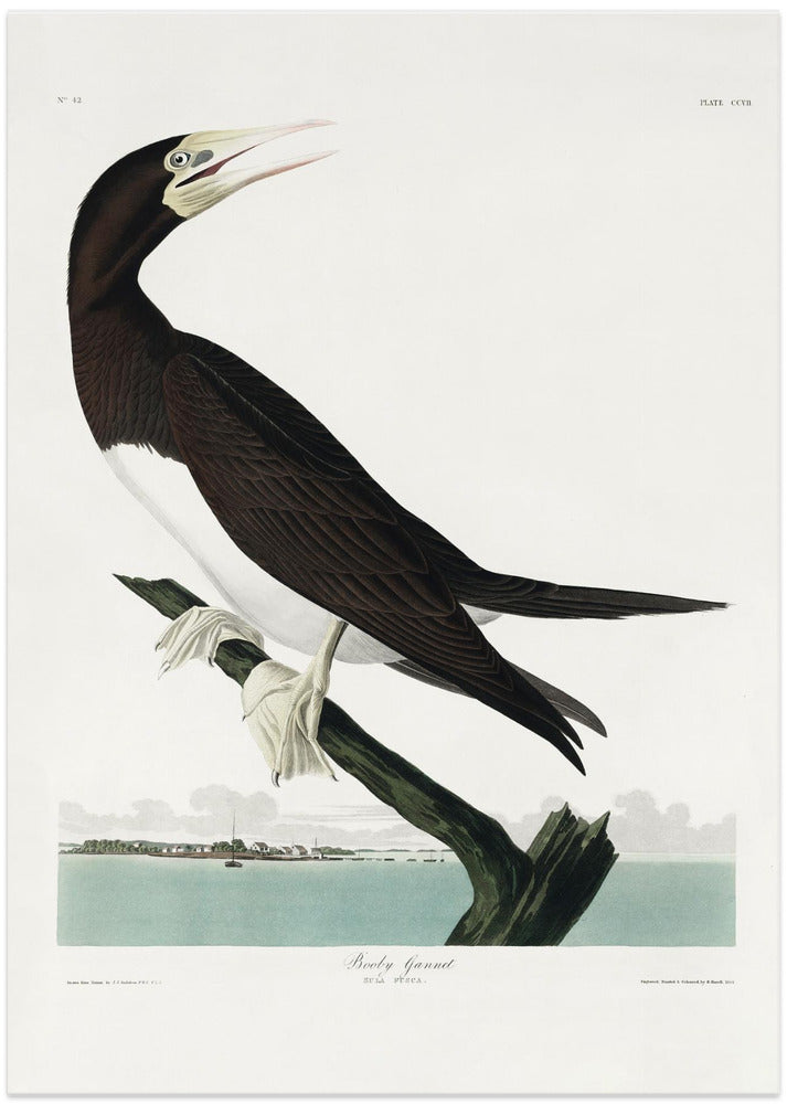 Booby Gannet From Birds of America (1827)