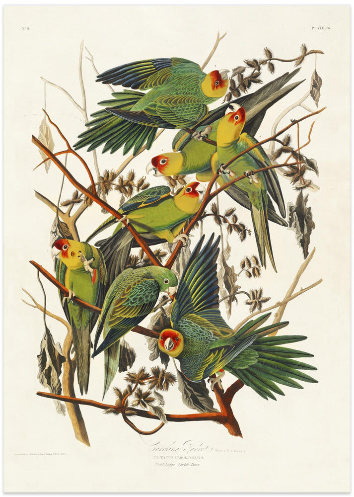 Carolina Parrot From Birds of America (1827)
