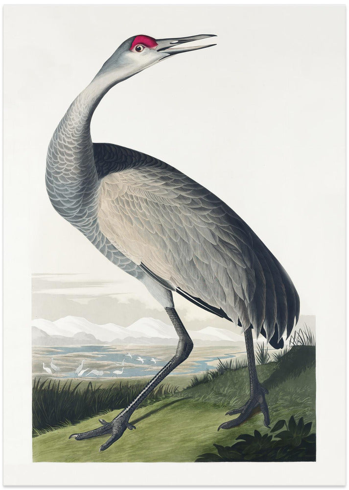 Hooping Crane From Birds of America (1827)