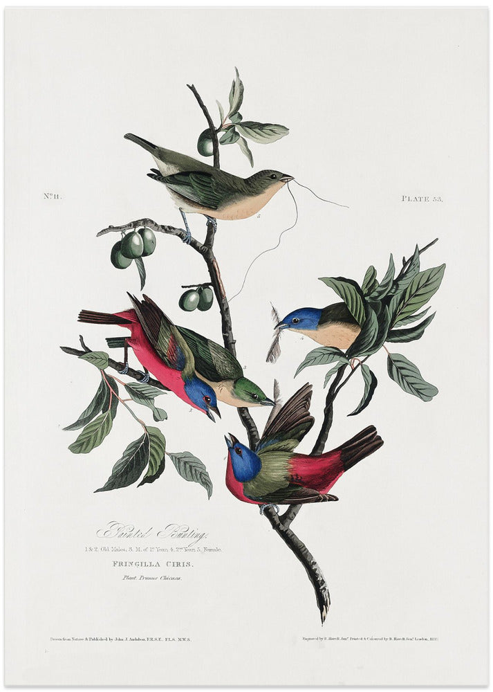 Painted Finch From Birds of America (1827)
