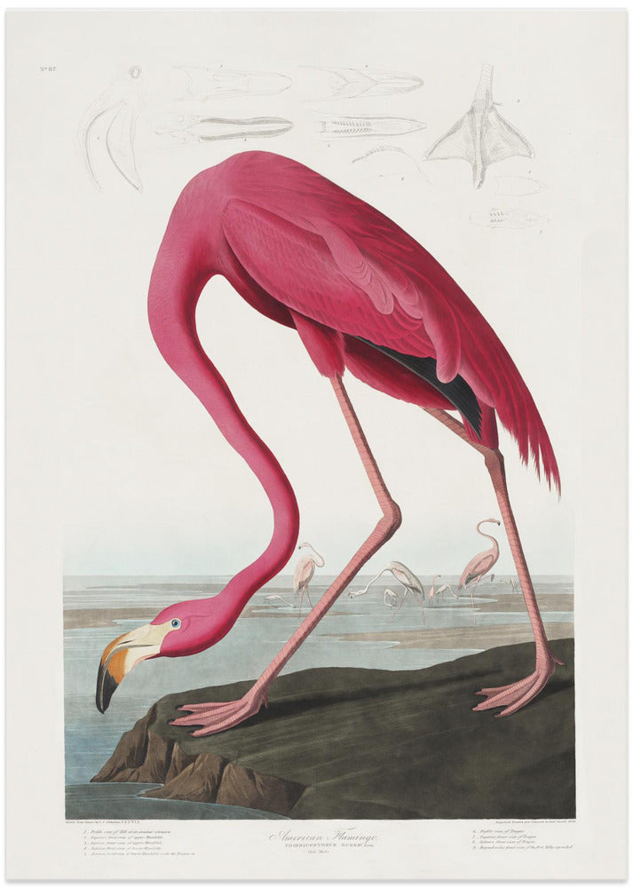 Pink Flamingo From Birds of America (1827)