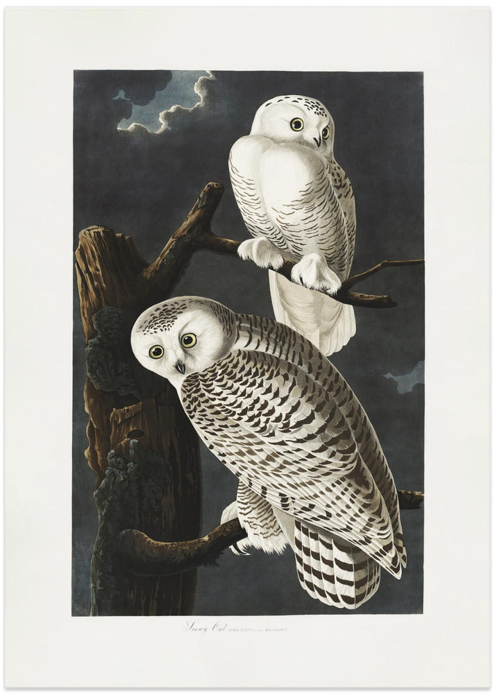 Snowy Owl From Birds of America (1827)