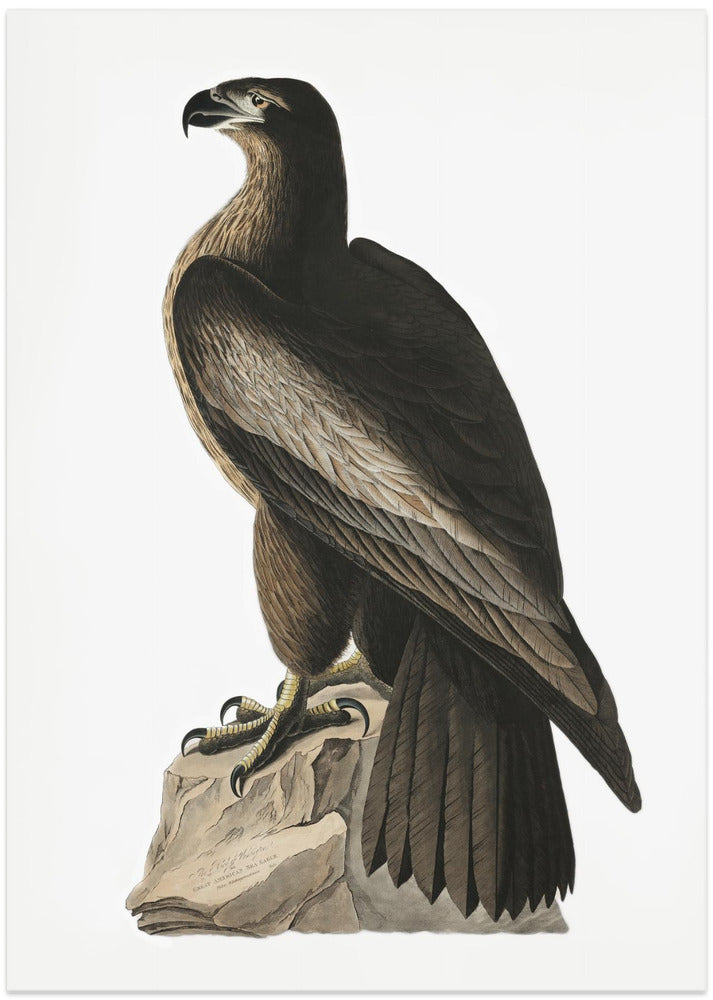 Great American Sea Eagle From Birds of America (1827)