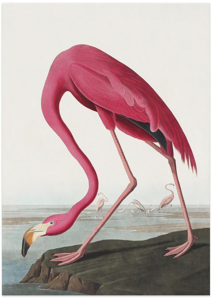 Pink Flamingo Ii From Birds of America (1827)