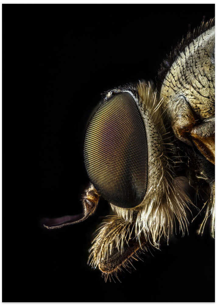 Rhagionidae profile view