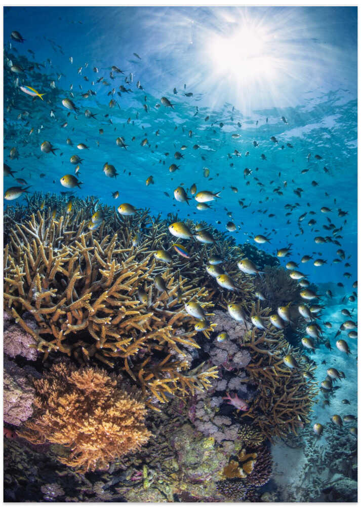 The damselfish against the light